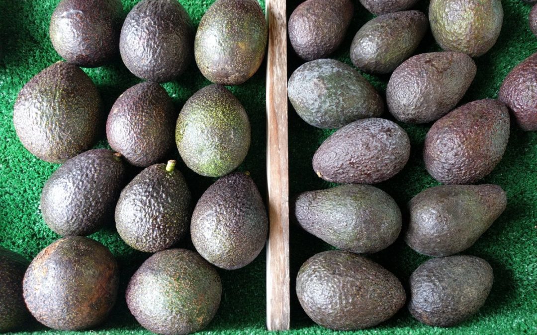 AGUACATE Compre Aguacates El aguacate Hass tiene una forma ovalada y una piel de guijarros distintiva y se reconoce fácilmente ya que se vuelve de un color