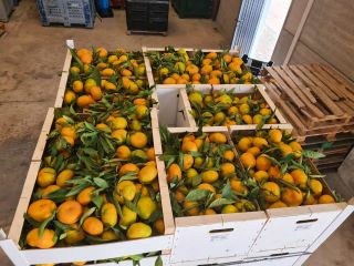 Laverida venderá naranjas españolas y mandarinas Iwasaki españolas. Fruta