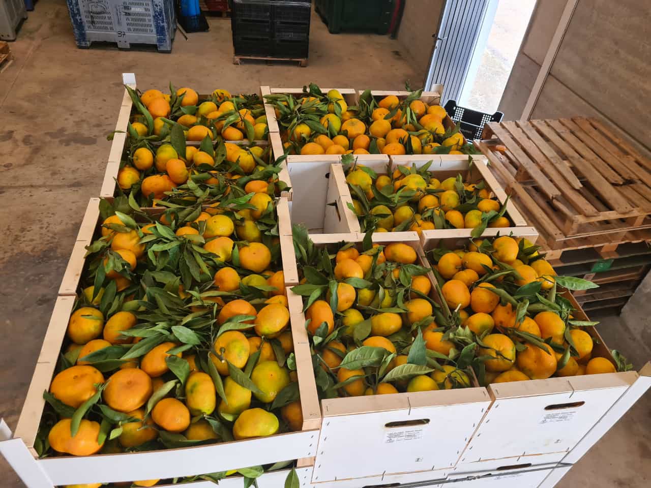 Laverida venderá naranjas españolas y mandarinas Iwasaki españolas