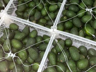Laverida venderá AVOCADO HASS. Clase I. ¡Bienvenidos!