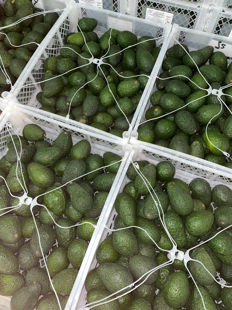 Laverida venderá AVOCADO HASS
