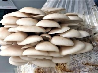 Buenos días damas y caballeros. Nuestra empresa puede ofrecer