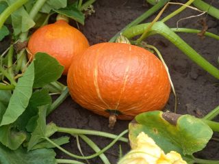 Compre calabazas de hokkaido grandes cantidades de envases por