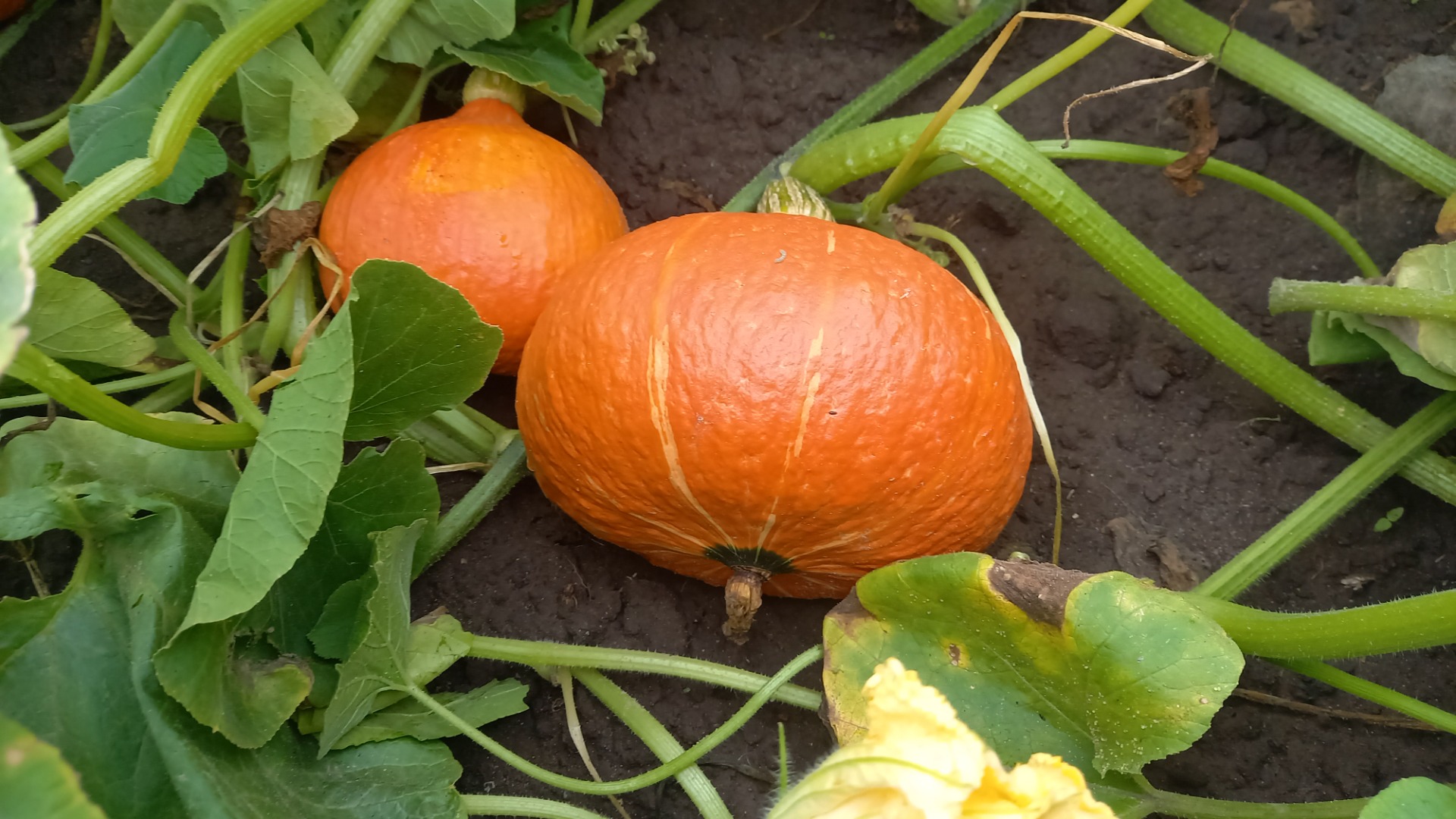 Compre calabazas de hokkaido grandes cantidades de envases por parte del comprador