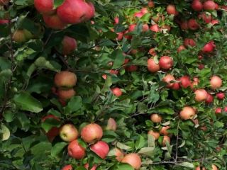 Venderé manzanas orgánicas para mousse. Romper. Certificado ecológico.