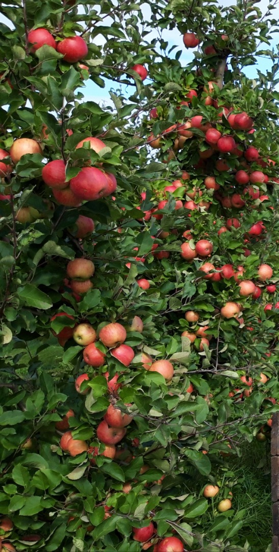 Venderé manzanas orgánicas para mousse