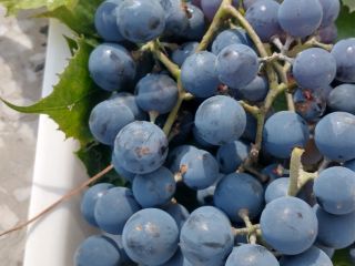 Venderé uvas negras de mi propia parcela. Son perfectos