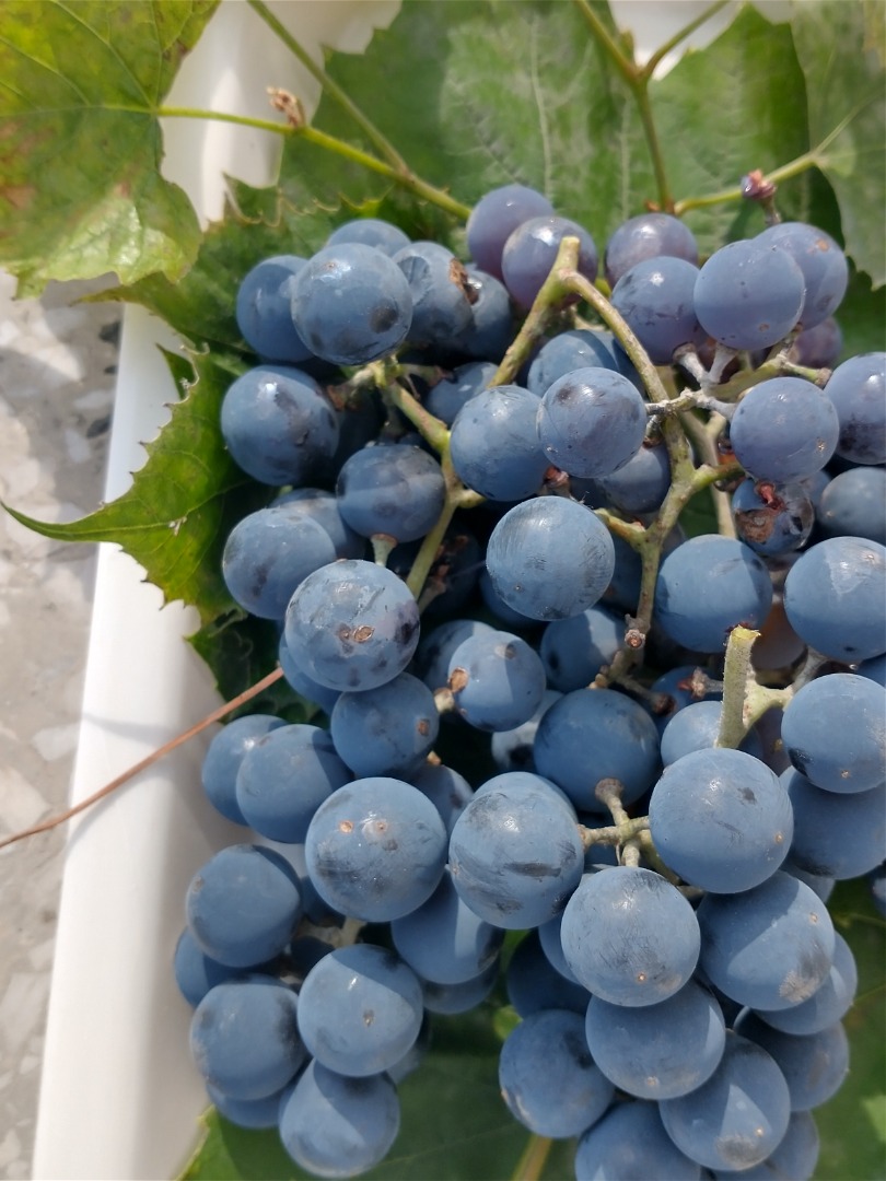 Venderé uvas negras de mi propia parcela