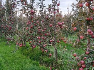eco, bio, manzanas orgánicas Sampion, Ligol, jonagored, prince, boiken,