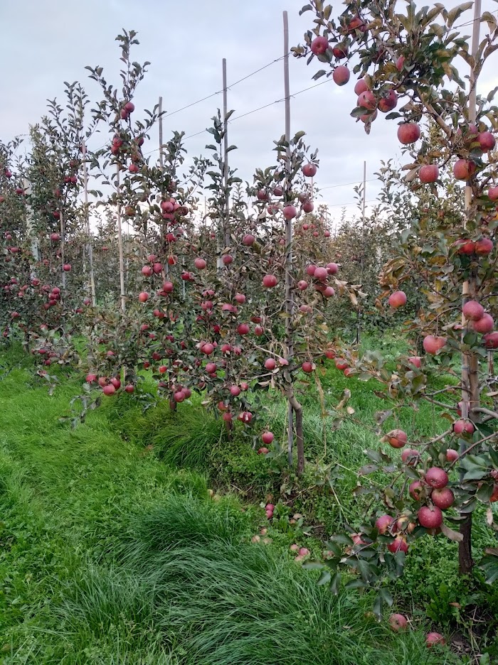 eco, bio, manzanas orgánicas Sampion, Ligol, jonagored, prince, boiken, gala 0 (zero): 2