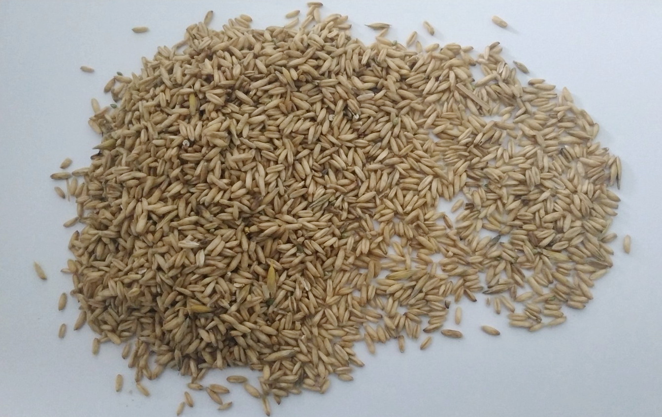 Golden Linen 22-66 t al precio de 850 EUR / t; - Altramuces redondos 44-88 toneladas a un precio de 410 EUR / tonelada; - Altramuz plano 44-66 t, precio 440