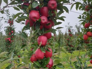 Hola, vendo manzana Gala, rayada. Manzana de plantaciones jóvenes.