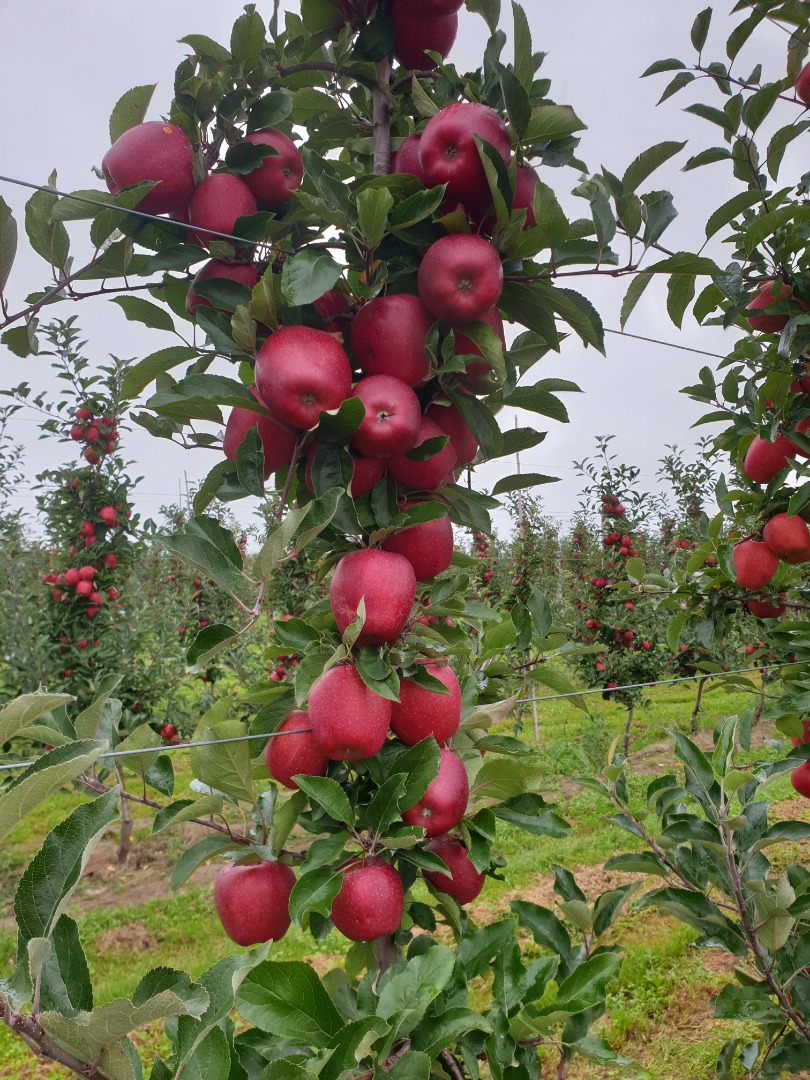 Hola, vendo manzana Gala, rayada