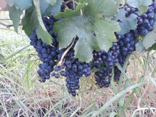 Uvas de vino Merlot año cantidad de 4, 5t