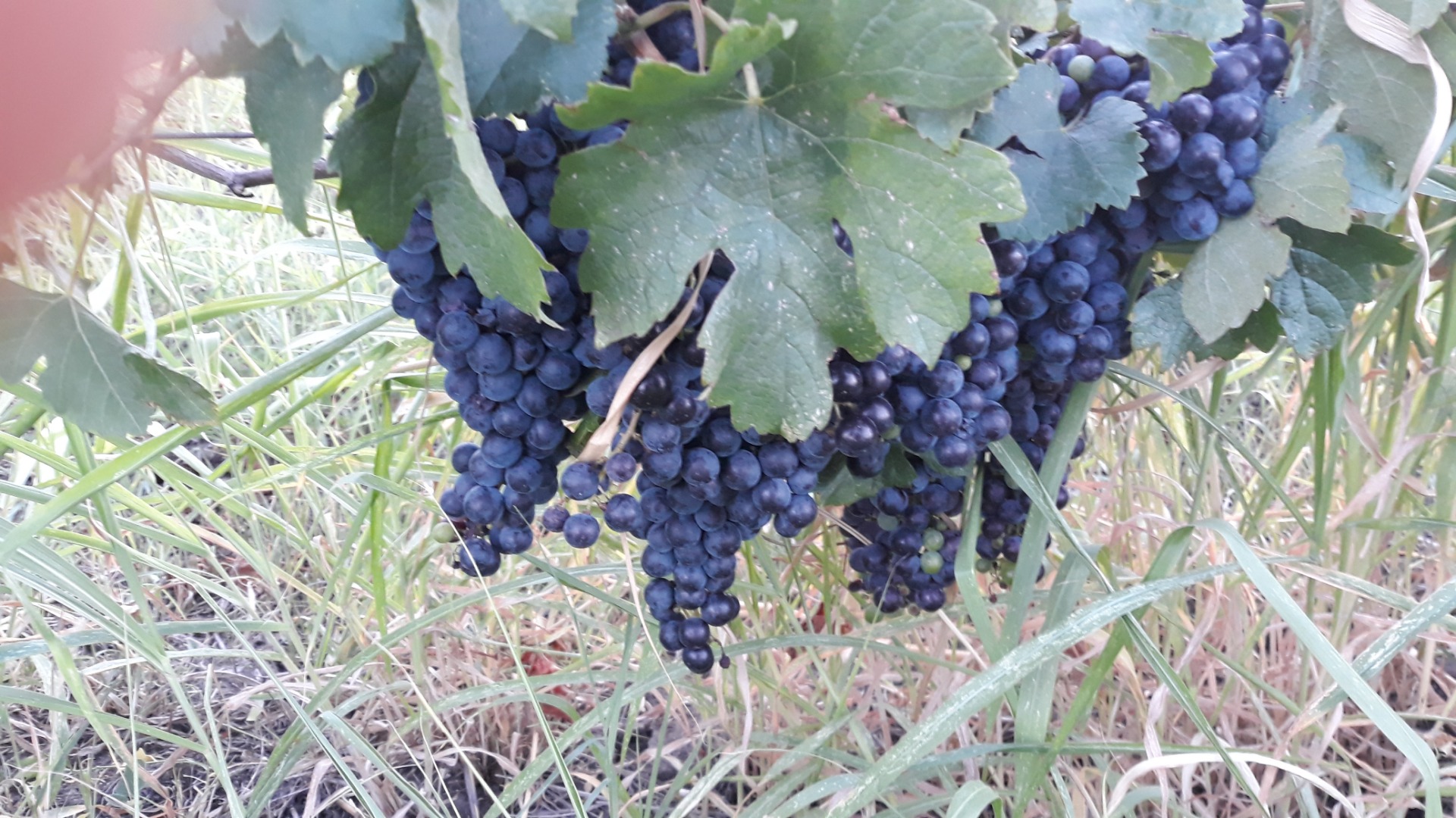 Uvas de vino Merlot año cantidad de 4, 5t son productores de uva son muy hermosas de una calidad excepcional no