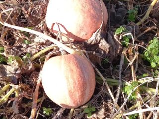 Calabaza Bambino en venta