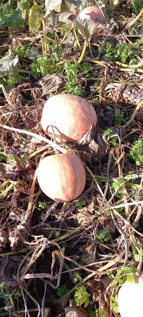 Calabaza Bambino en venta