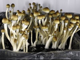 MUSHROOM somos un grupo de distribuidores altamente decididos en