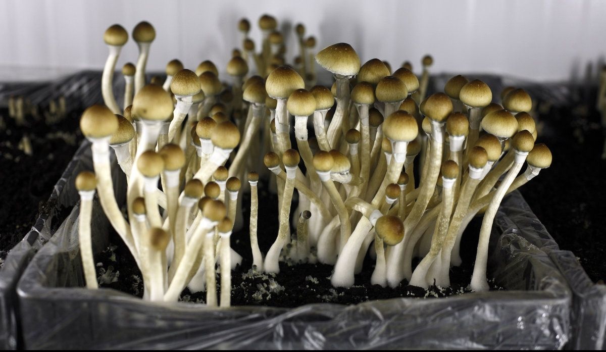 MUSHROOM somos un grupo de distribuidores altamente decididos en productos agrícolas que incluyen tomates, ajo, cebolla, jengibre y varias marcas de hongos