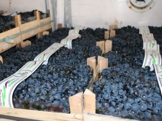 Venta de uvas de Moldavia.