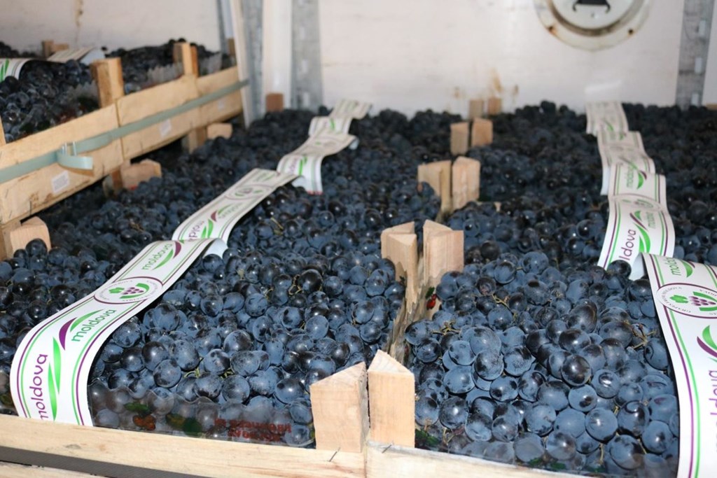 Venta de uvas de Moldavia