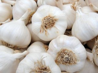 AJO Producto Variedad de ajo Ajo blanco normal /