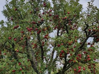 Manzanas frescas del huerto.
