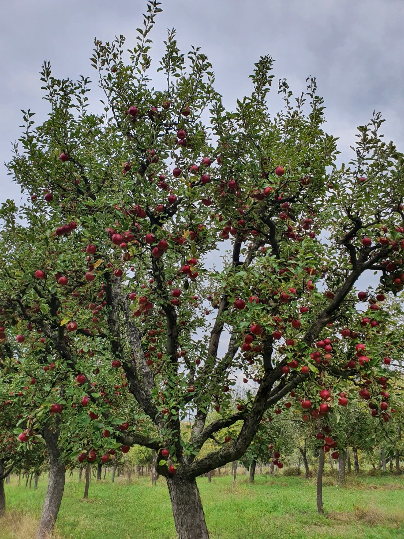 Manzanas frescas del huerto