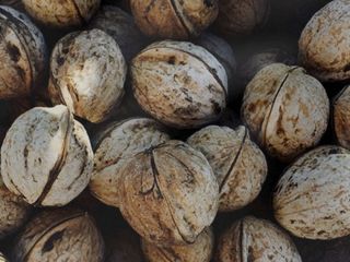 Vender al por mayor calidad de producción de nueces