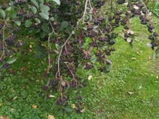Aronia de mi jardín, para mi propio uso. No