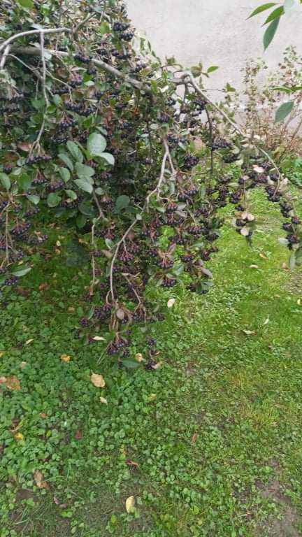 Aronia de mi jardín, para mi propio uso