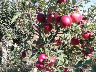 De 10 árboles en el huerto fruta muy sana.