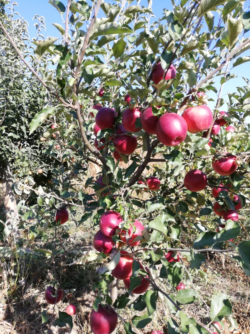 De 10 árboles en el huerto fruta muy sana