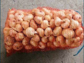 Vendo cebollas rumanas envasadas en sacos de 20 kg.