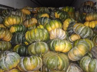 Tengo que ofrecer calabazas moscatel, muy bonitas, sanas