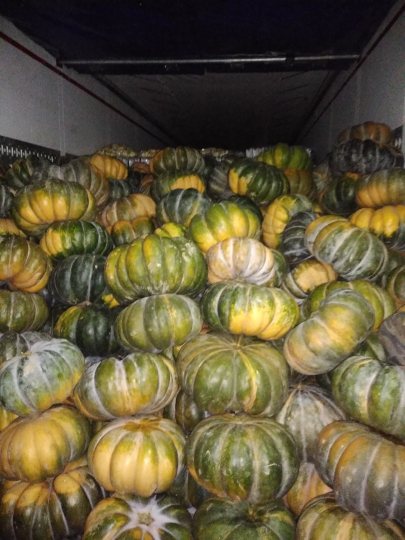 Tengo que ofrecer calabazas moscatel, muy bonitas, sanas