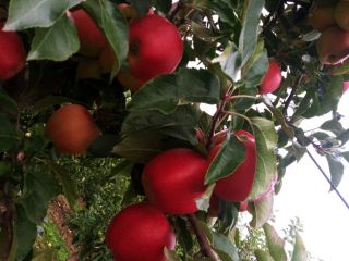 Venderé manzanas. Variedades de Golden gala Prince jonagored alwa