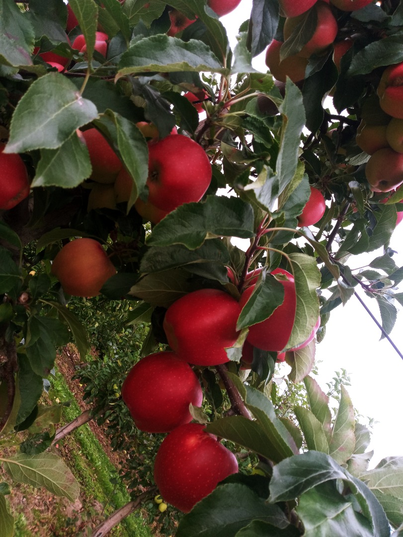 Venderé manzanas