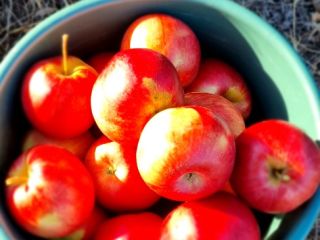 Manzanas directamente del huerto.