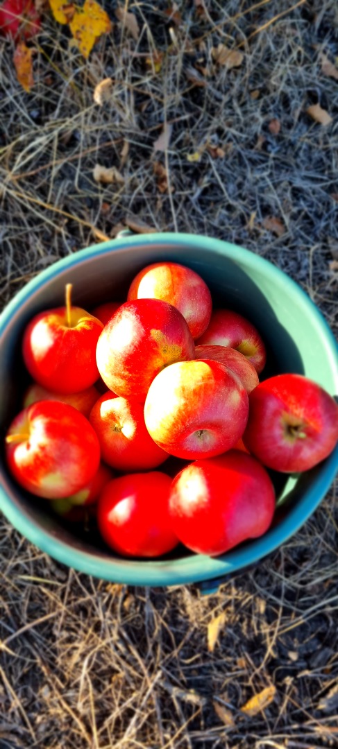 Manzanas directamente del huerto
