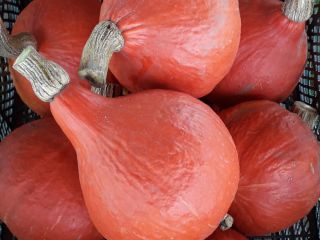 Venderé una calabaza hokkaido de mi propia agricultura ecológica.
