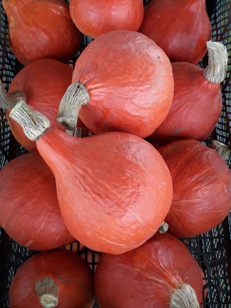 Venderé una calabaza hokkaido de mi propia agricultura ecológica