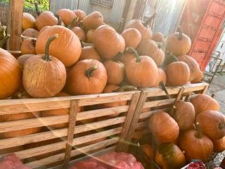 Calabaza para tallar para Halloween! Todavía tenemos calabazas muy
