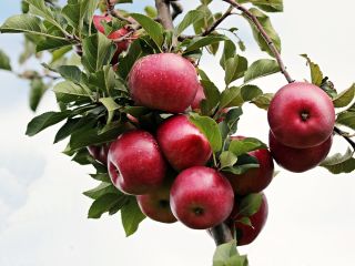 Vendemos manzanas de las variedades golden, ionathan, florina e