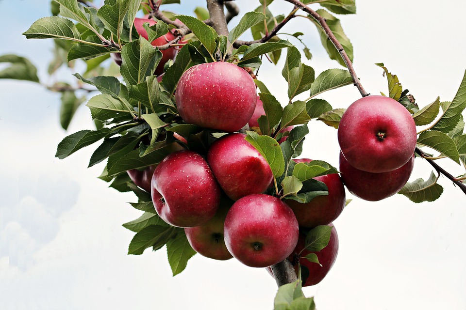 Vendemos manzanas de las variedades golden, ionathan, florina e idared de nuestros propios huertos ubicados en la localidad de VOINESTI, condado de Dambovita