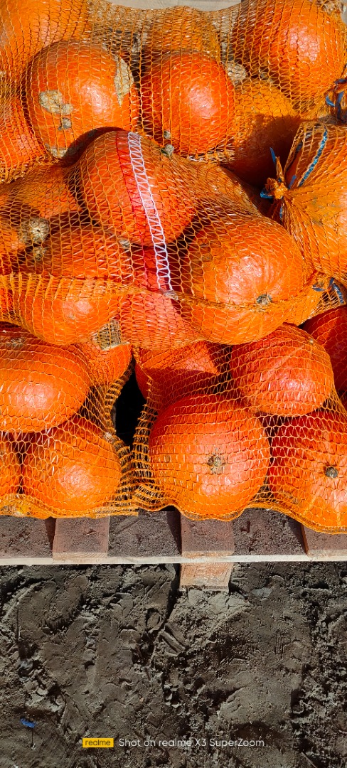 Calabaza de Hokkaido sin fertilizante sin pulverización cantidad 15 toneladas