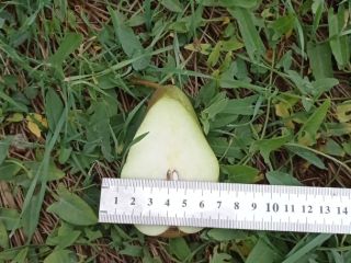Tenemos a la venta Manzanas varios delantales 100 toneladas
