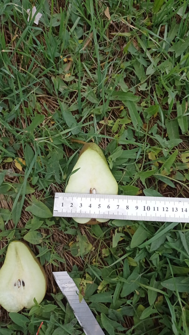 Tenemos a la venta Manzanas varios delantales 100 toneladas hasta 1000 toneladas Peras 100 toneladas Ciruelas 50 toneladas Todas las preguntas al Watap