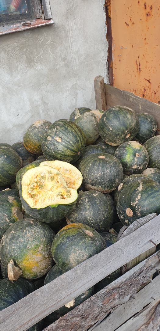 Hola, tengo a la venta calabazas sin salpicaduras de hasta 8 toneladas, orgánicas, no cascarilla derramada