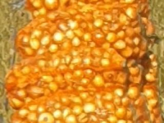 Cebolla de semilla